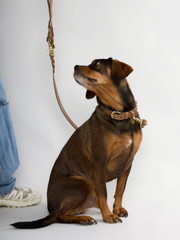 HUGO Braided Dog Collar Nougat