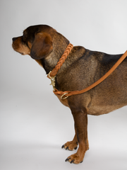 HUGO Braided Dog Collar Cognac