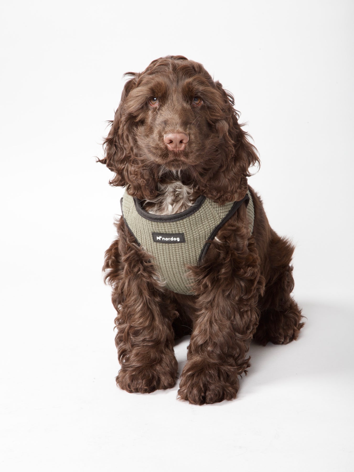 Cocker spaniel outlet harness