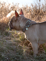 Thomas Dog Collar Nougat
