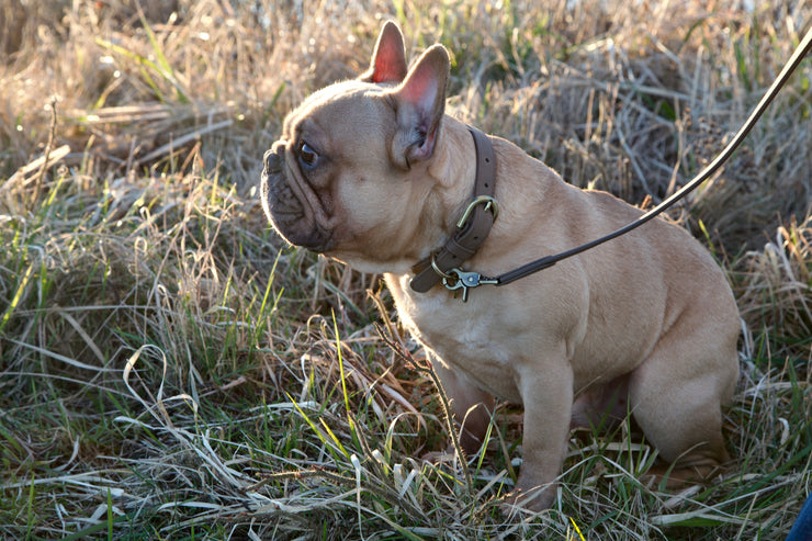 Thomas Dog Collar Nougat