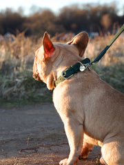Thomas Dog Collar Avocado