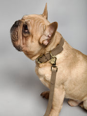 Thomas Dog Collar Nougat