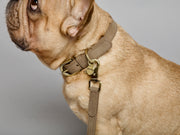 Thomas Dog Collar Nougat