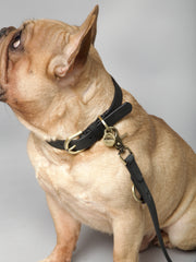 Thomas Dog Leash Coal