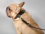 Thomas Dog Leash Coal